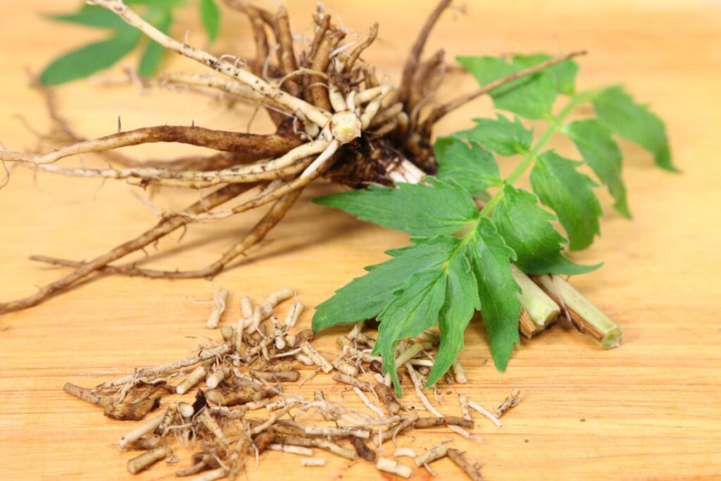 How to reduce anxiety with Valerian Root 1